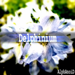 Delphinium