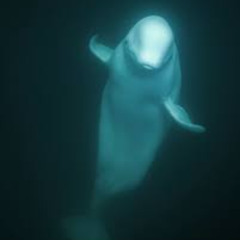 Beluga