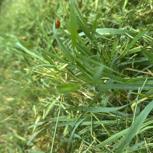 7LadyBugsGotLuck.