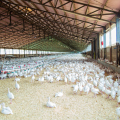 Taking Aim at Bacterial Threats in Poultry Farming