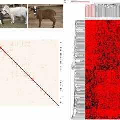 Piebald Pattern f. Faraji (prod. Dretti Franks)