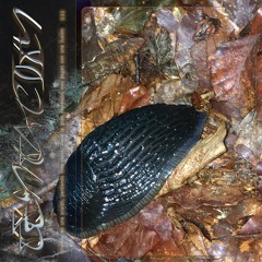 Tentacity 11/22 by Ida Elastix