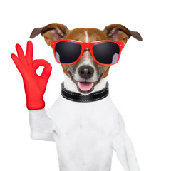 DOG SONG (wouf wouf)