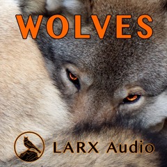 Wolves demo stereo loud