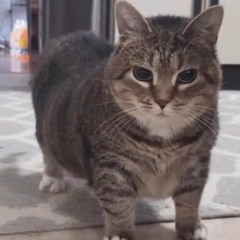 OIIA TEKNO ( Spinning Cat Meme )