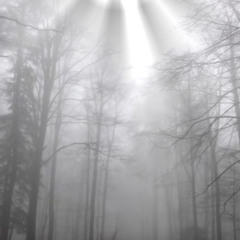 fog dissolves to rain-naviarhaiku586