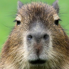 Capybara made this beat fr