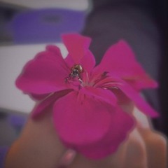Wildflower (Billie Eilish cover)