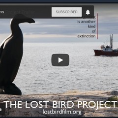 The Lost Bird Project Trailer Susannah Mars