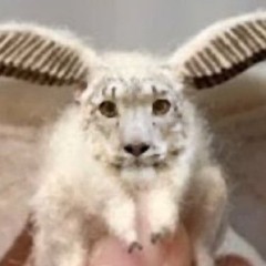 Lionized
