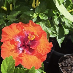 MIRACLE GROW