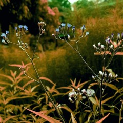 One Autumn In Your Eyes