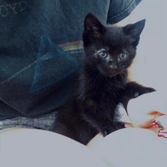 little black cat