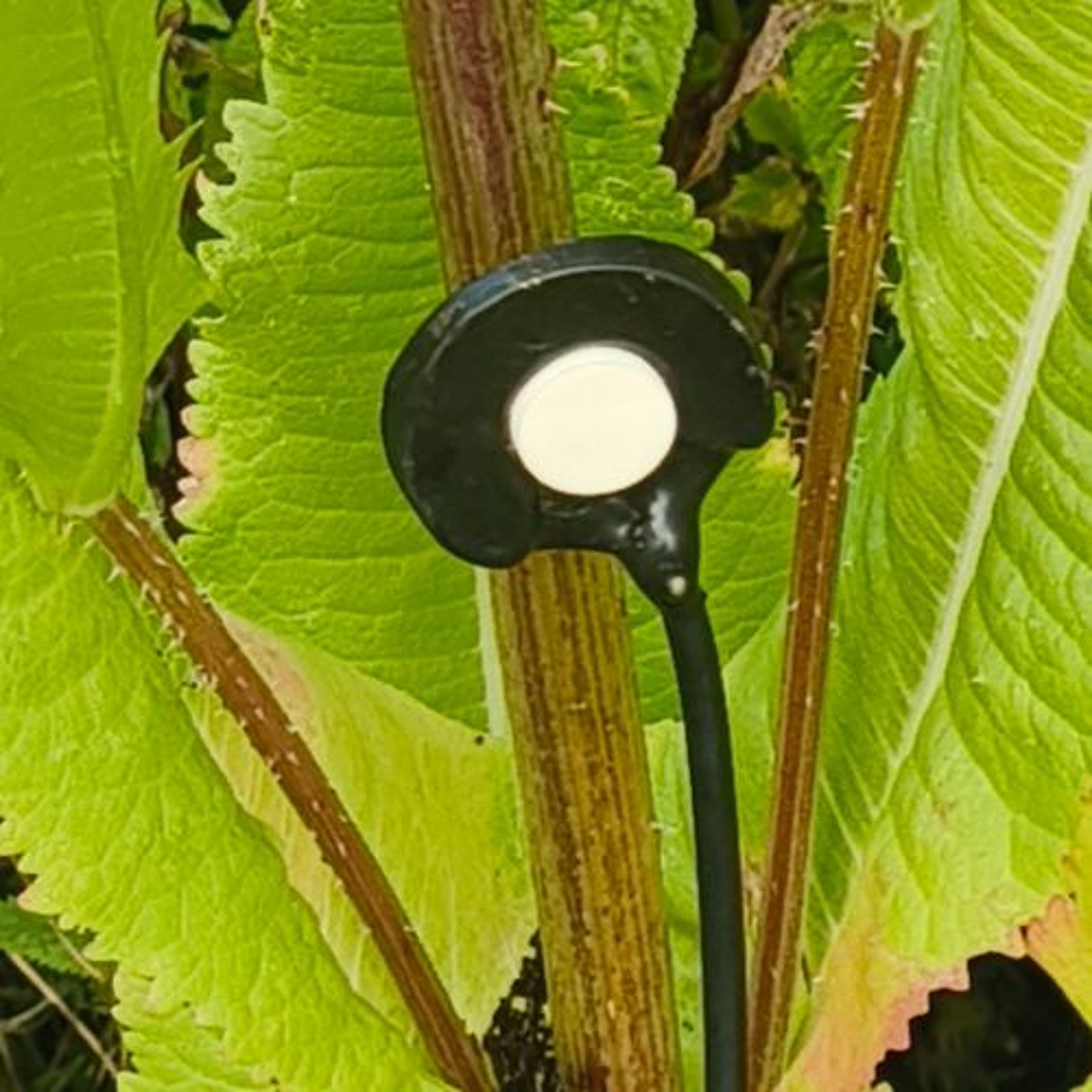 03 Teasel 01 (kartebolle) episode artwork