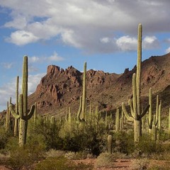 Cactus |Experimental - Electronica|