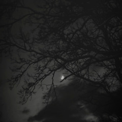 Twilight redwoods remastered