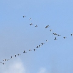 Migrating Tundra Swans