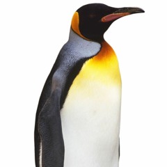 James Kilohertz - Penguin