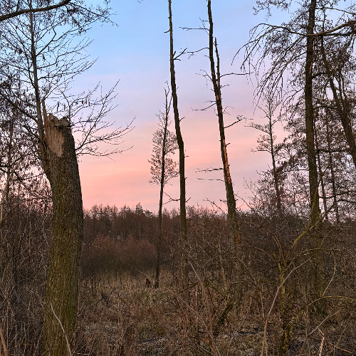 zurawie
