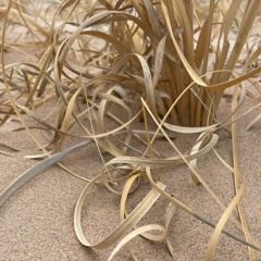 Desert Wind Gusting Through Grasses and Scattering Sand