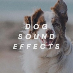 Dog Barking Sound Compilation