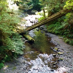 Woodland Escape