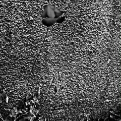 Dominic Hernández - La fiesta acaba de empezar