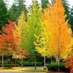 Colours of fall 2020
