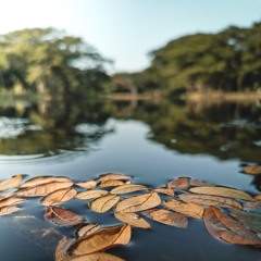 Leaves On A Stream