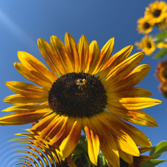 Sunflower Withdrawals