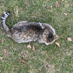 Jala Brat & Buba Corelli Ultimate Mix