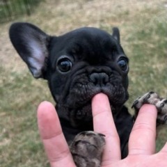 Amigo the Devil - Secret Track (Cover)