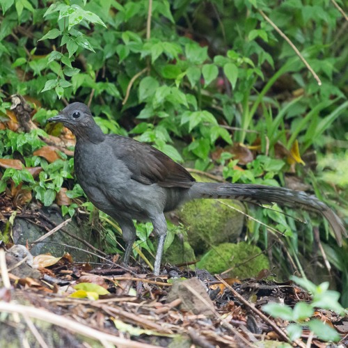 Superb Lyrebird (Menura novaehollandiae)