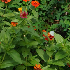 Nido De Pájaros: episodio 1