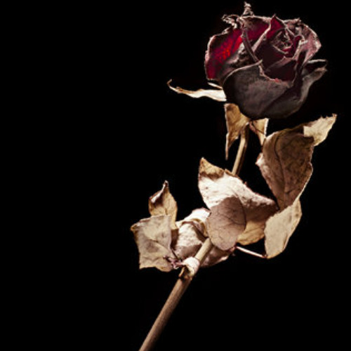Where Roses Once Grown