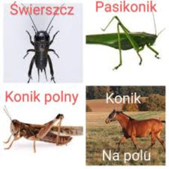 świersz kurcze