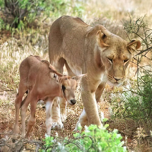 Reprogramming Predators (v1)