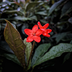 cavetown- sharpener (slowed + rain)