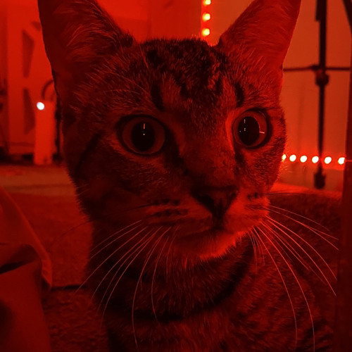 Set Da Trend - Ringtone