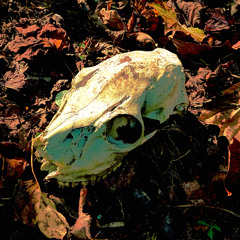 Ape On A Train (Book Eyes) 103bpm