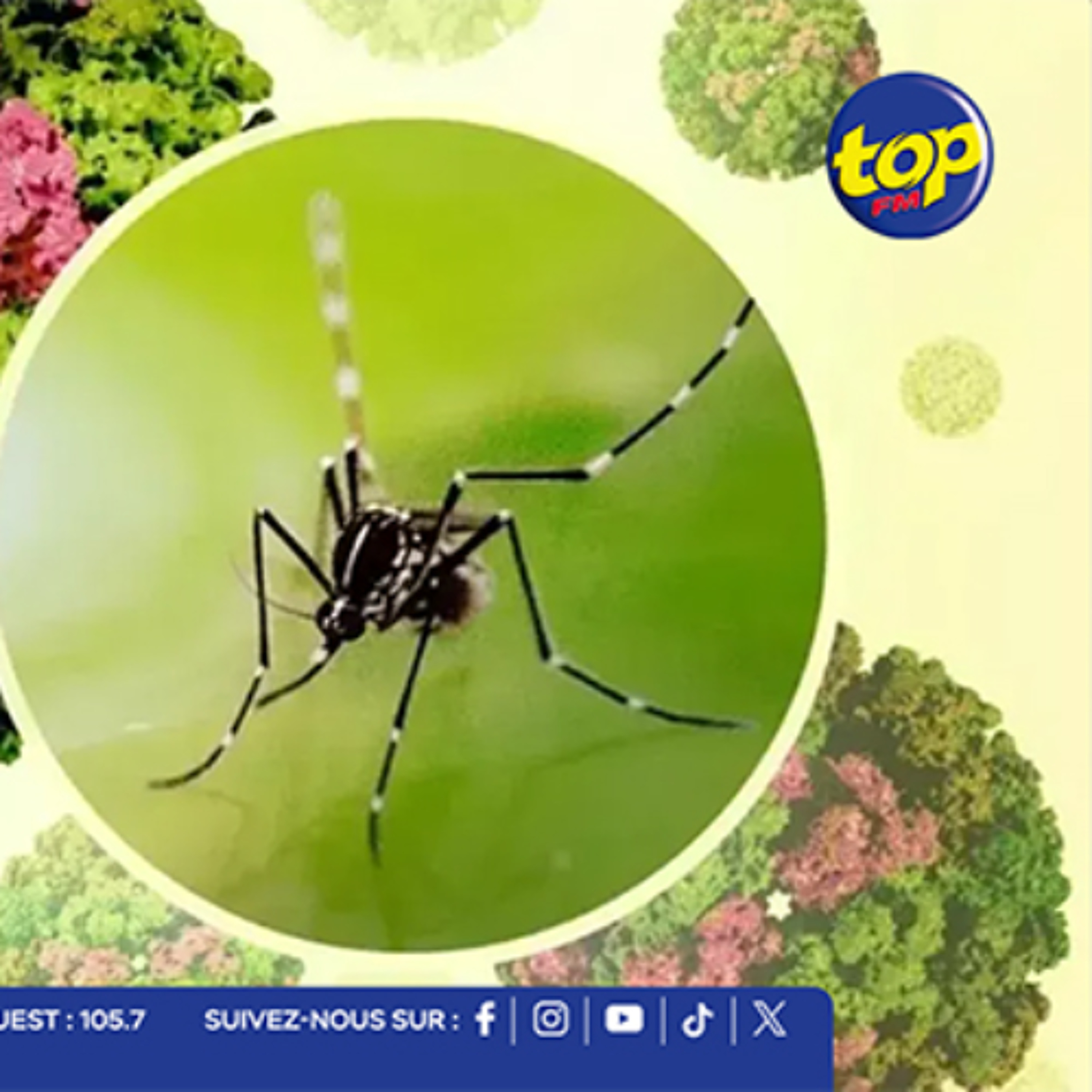 Chikungunya : l’épidémie en forte progression à Beau-Bassin/Rose-Hill