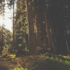 Der Waldkauz