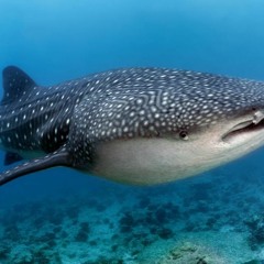 Shark Island In The Mix Episode 3 March 2020