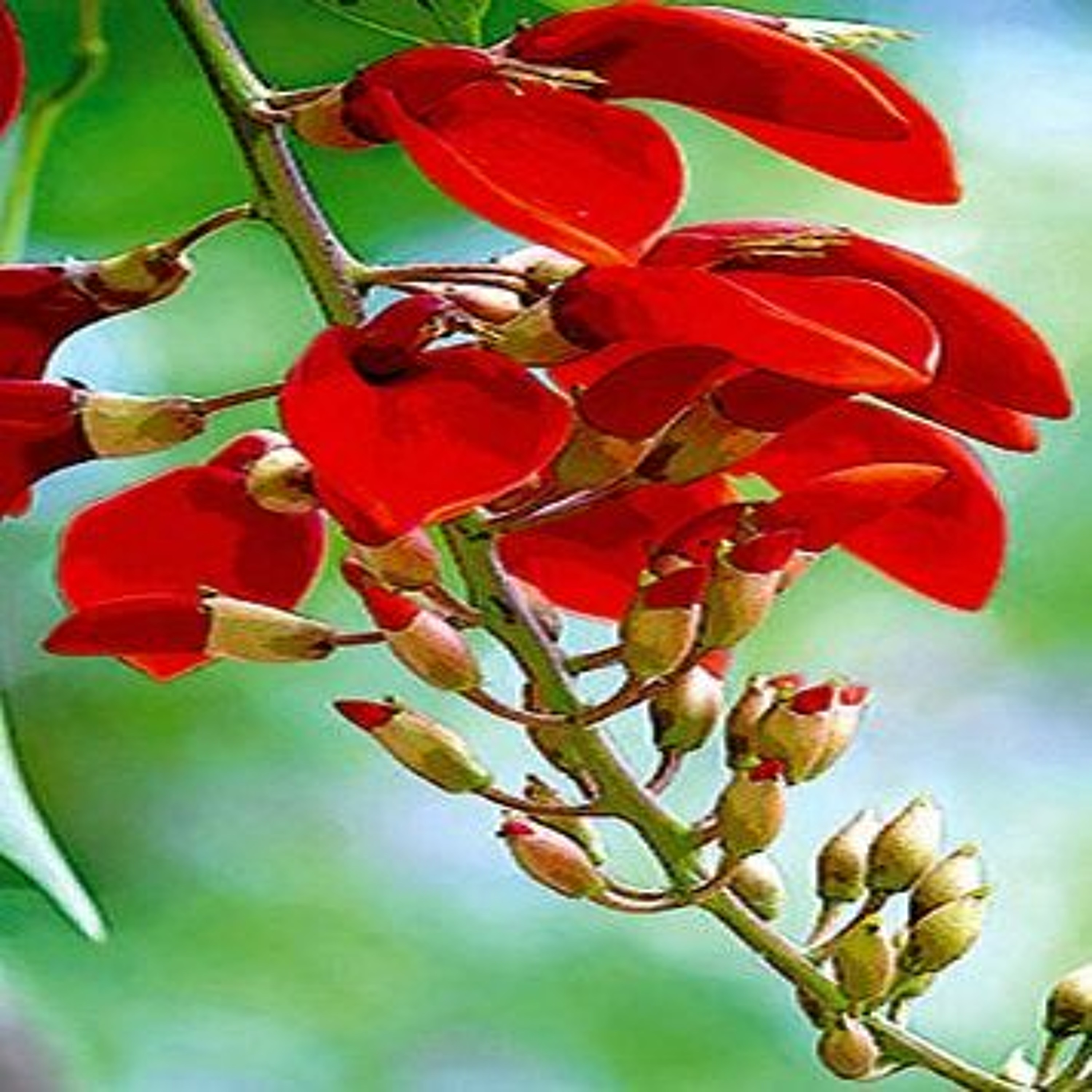 Songs of Liberation - Sri Lanka