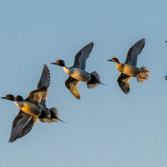 NW Nebraska Trails & Duck ID Help