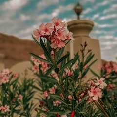 سورة الأحزاب | القارئ فاتح سفراجيك