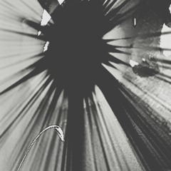 CARPE DIEM //dead poets society