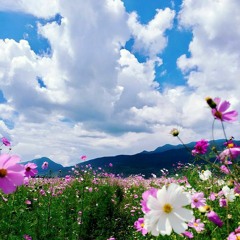 تلاوة في غاية الجمال _ سورة القيامة كاملة_القارئ شريف مصطفى