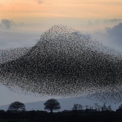 Tornado Avenue - Inception (preview)