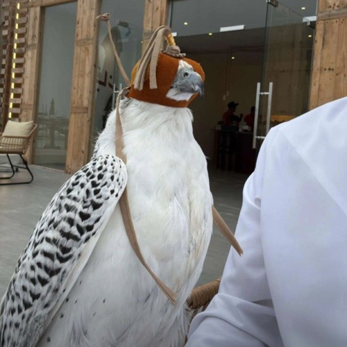 ميحد حمد_ ليت جنح الليل _بطيء